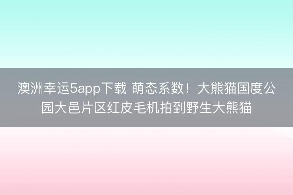 澳洲幸运5app下载 萌态系数！大熊猫国度公园大邑片区红皮毛机拍到野生大熊猫