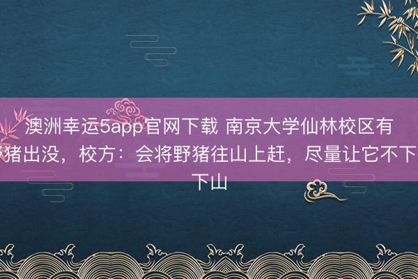 澳洲幸运5app官网下载 南京大学仙林校区有野猪出没，校方：会将野猪往山上赶，尽量让它不下山